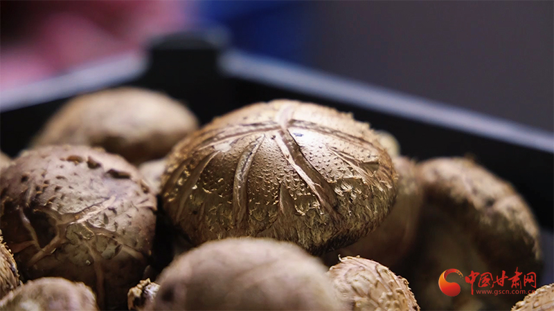 崇信：小香菇結(jié)出“致富果”菇農(nóng)喜領(lǐng)分紅